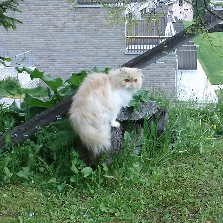 Pensionat Süsom Surlej Silvaplana