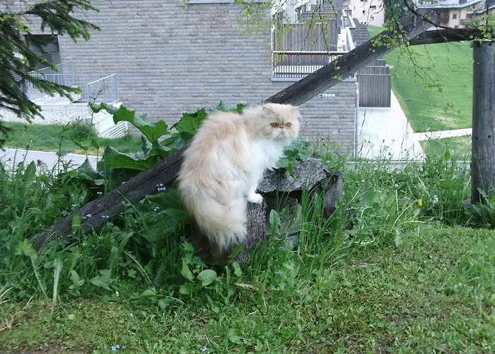 Konukevi Susom Surlej Silvaplana